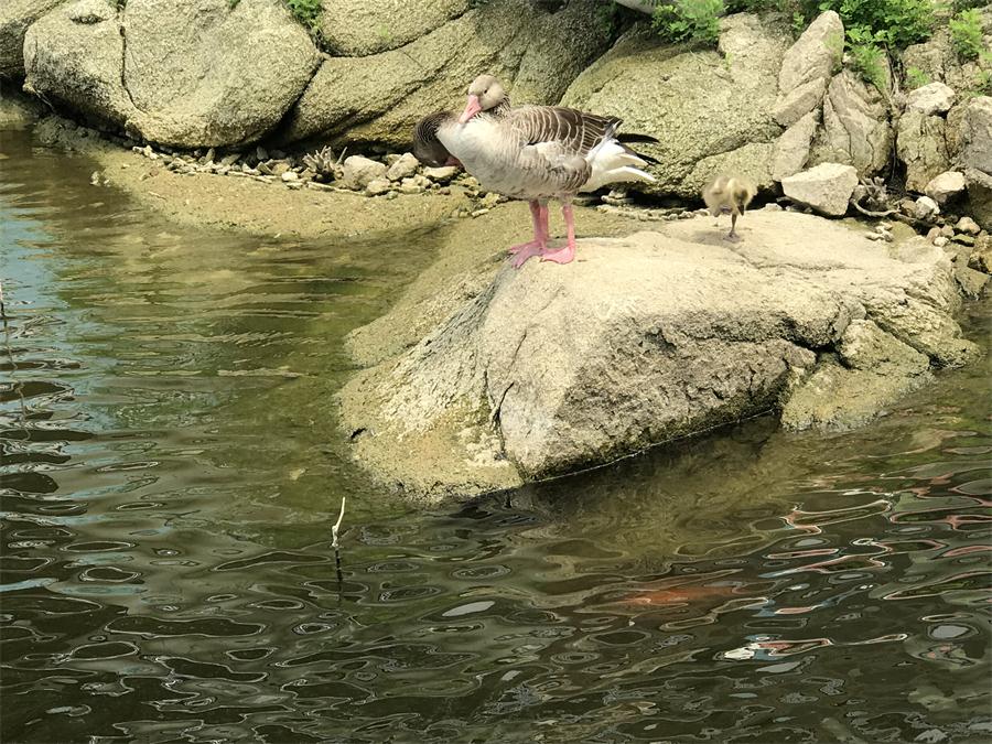 天鵝湖風(fēng)景區(qū)（泰山）速覽！(圖15)